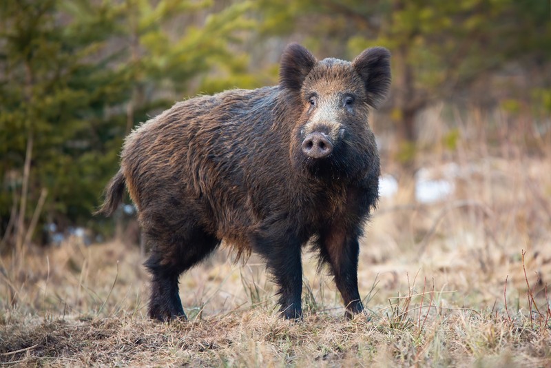 Cum arată porcul mistreț