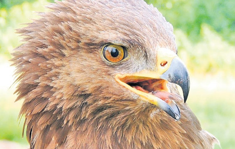 Arlie a revenit în România