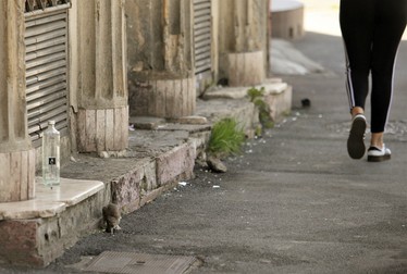 Când sunt mulți, șobolanii nu se mai sperie de oameni