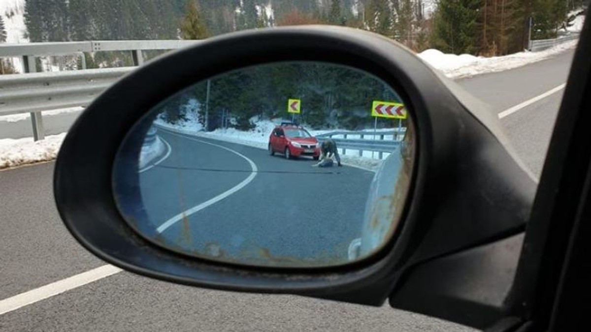 Câine împușcat în fața unui copil, pe șosea. Reacția poliției, după scena șocantă