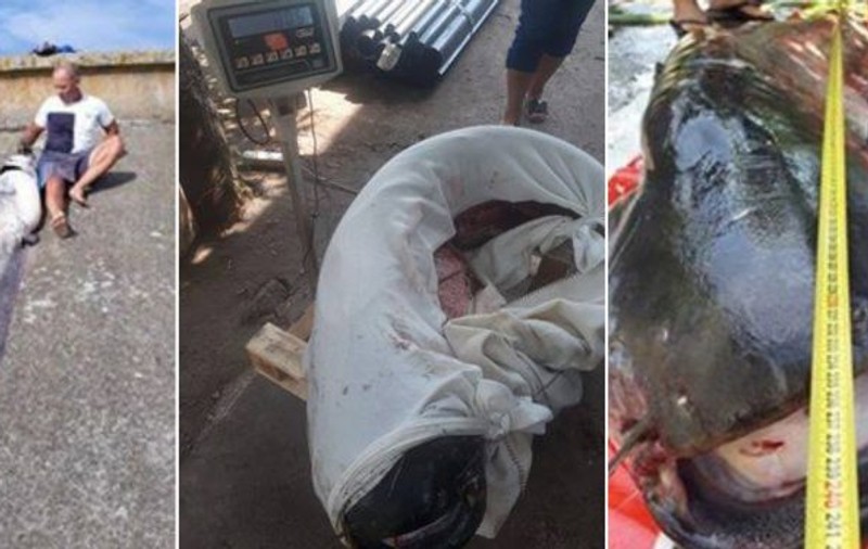 Un somn de 80 de kilograme a fost capturat de un pescar din Teleorman. Cum arată monstrul