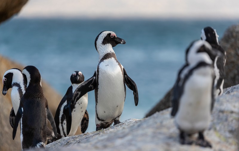 Peste 60 de pinguini pe cale de dispariție, uciși de albine în Africa de Sud