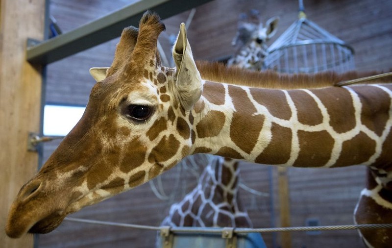 CRUZIME DE NEIMAGINAT! Un pui de girafă, MĂCELĂRIT în faţa copiilor de la ZOO! POZE ŞOCANTE!