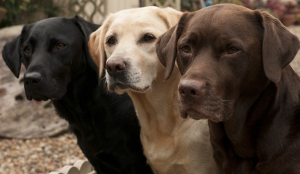 Rase de câini - Labrador