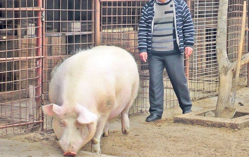 Un bărbat din Bârlad, băgat în spital de porc, în Ajunul Crăciunului | VIDEO