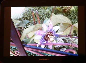 Arhiva foto