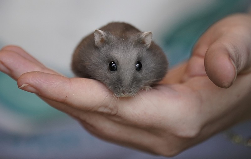 O mamă a doi copii a murit după ce a fost mușcată de un hamster. Femeia s-a prăbușit chiar în fața spitalului
