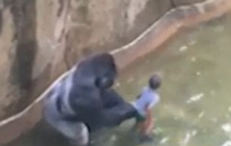 Imagini de coșmar! Un băieţel de 3 ani a căzut în cușca unei gorile| VIDEO