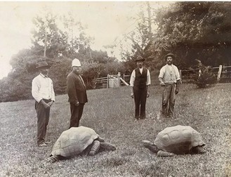 Jonathan a ajuns pe insula Sfânta Elena ca dar pentru Sir William Grey-Wilson în 1882, cel care a devenit ulterior guvernator al insulei. Această fotografie a fost făcută în acea perioadă – Jonathan se află în stânga. Sursa foto: Profimedia