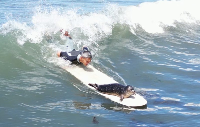 „Cel mai frumos lucru care mi s-a întâmplat vreodată”. Un pui de focă „învață” să călărească valurile alături de surferi, în largul coastelor Californiei