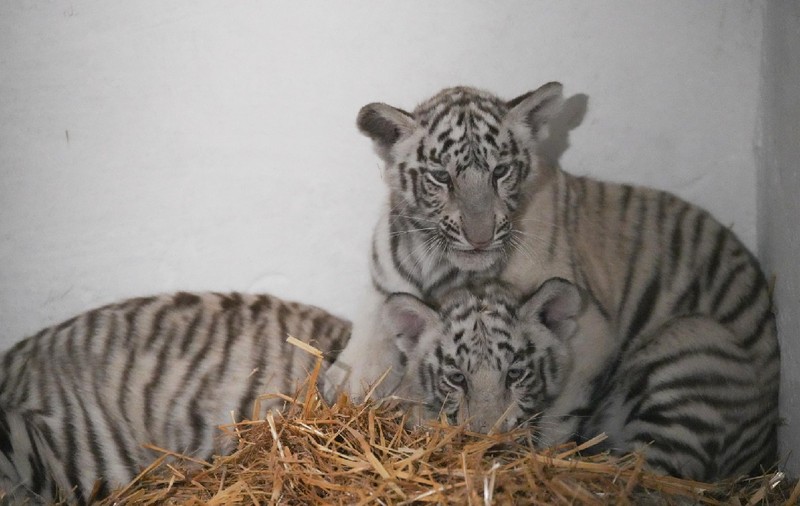 Grădina Zoologică din Craiova s-a îmbogățit cu doi pui de tigru alb. Intrarea este gratuită