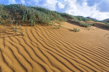 Dune de nisip cu vegetație la Golful Ramla, insula Gozo, Malta. Foto: Shutterstock