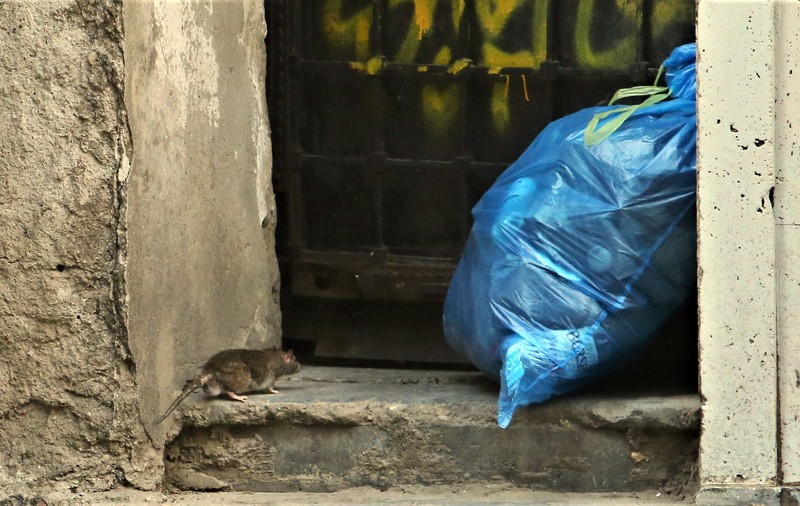 FOTO. Șobolanii își fac de cap pe străzile din București. Unde pot face cetățenii reclamații