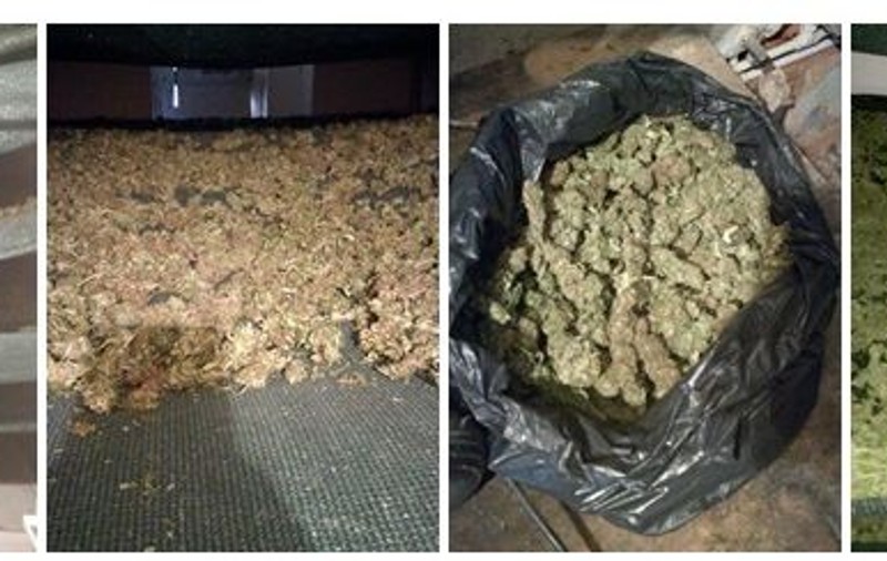 Cantitate mare de canabis descoperită și confiscată de procurorii DIICOT