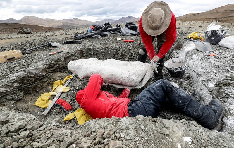 Fosilele unui megaraptor, cu o vechime de 70 de milioane de ani, au fost descoperite în Argentina