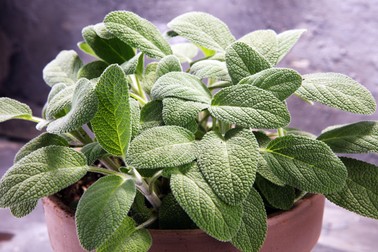 Salvia poate fi plantata si in ghiveci