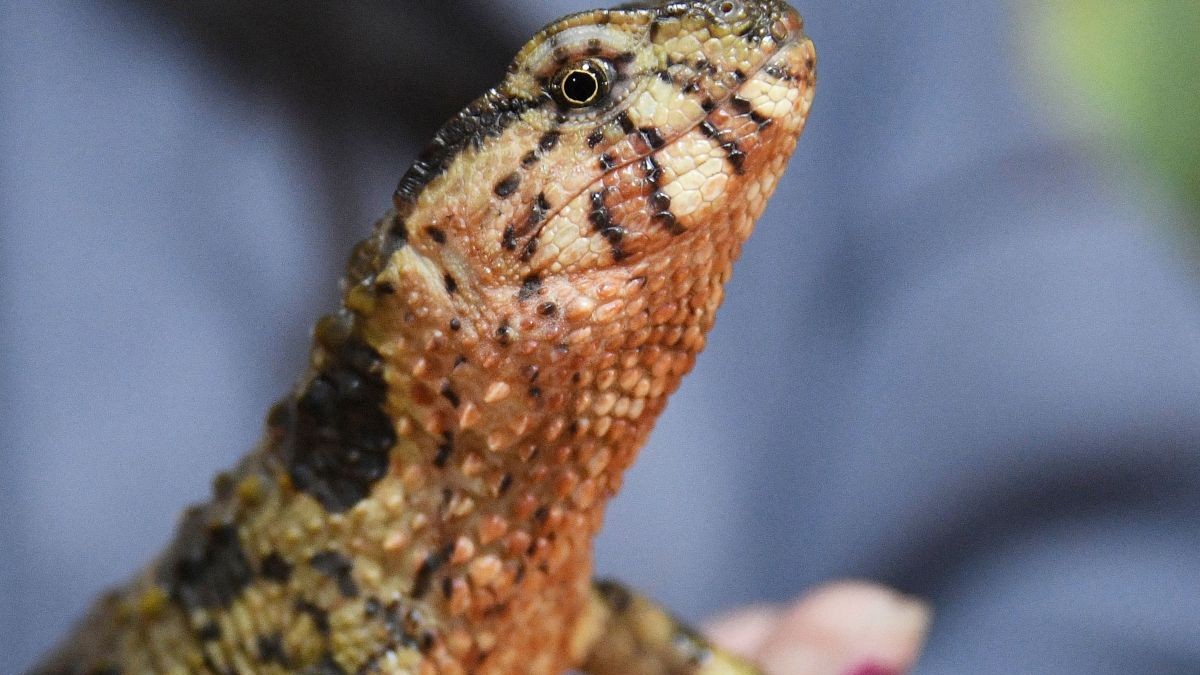 Șopârla crocodil chinezească este văzută în terariu la grădina zoologică de reptile Different World din Vladivostok, Rusia