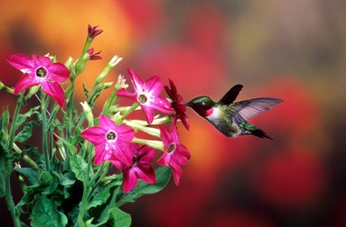 Nicotiana alata