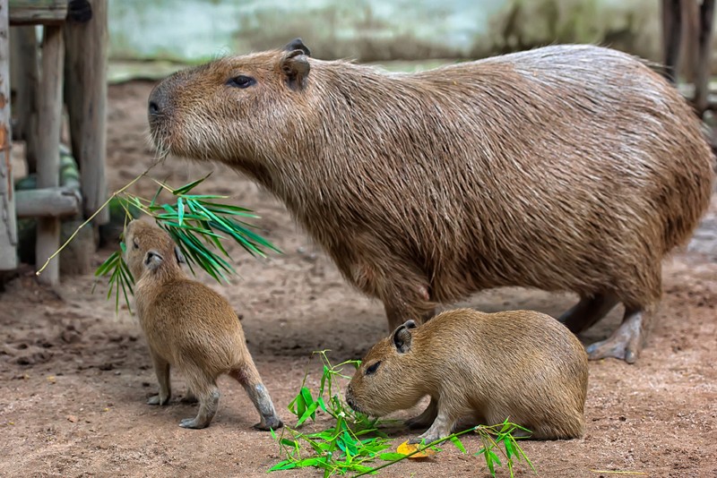 Female capybara with her cubs