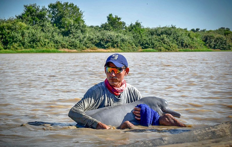Doi delfini roz, specie pe cale de dispariție, salvați dintr-un râu din Columbia
