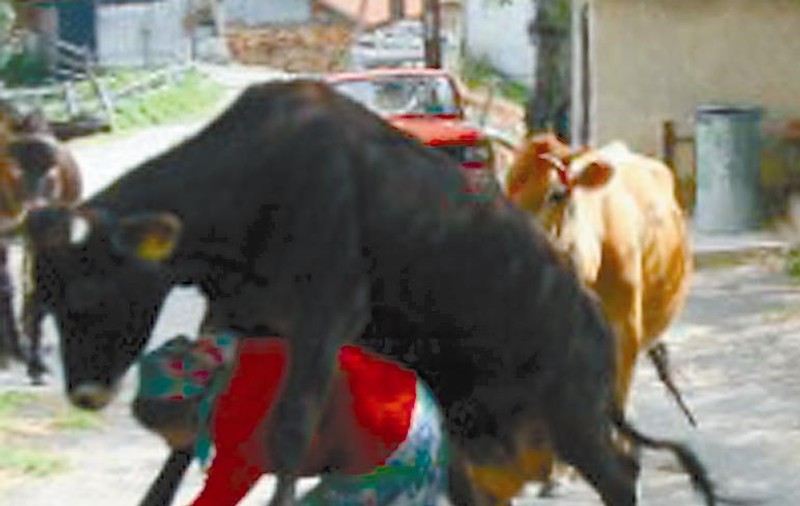 A încălecat-o vaca!