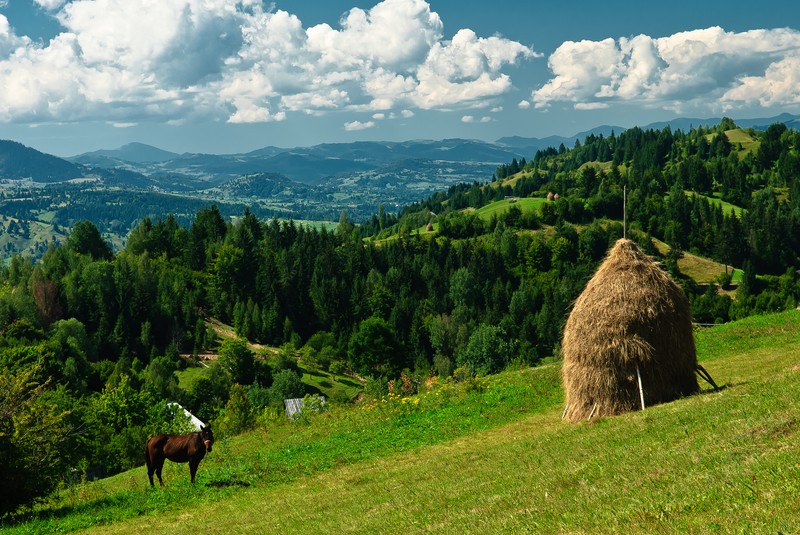Arhiva foto