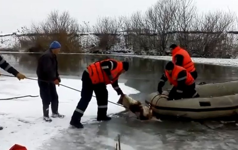 VIDEO | Pompierii au salvat un câine căzut în Someș, după ce gheața de la suprafață s-a spart
