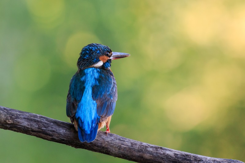Pescăruș albastru - specie din fauna Deltei