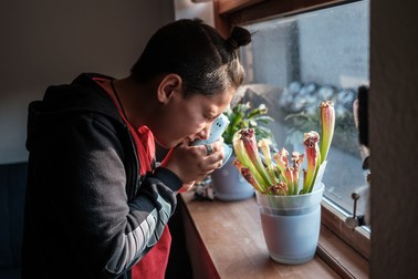 Albert își fotografiază planta carnivoră