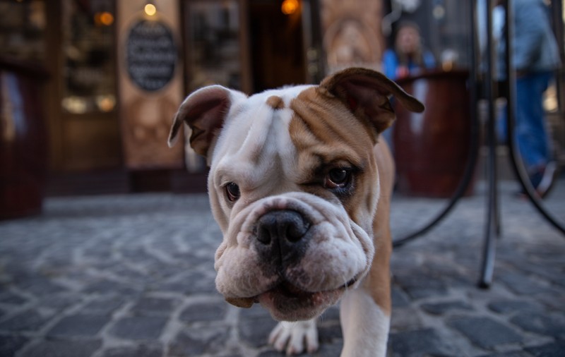 The Guardian: Cum ne ajută animalele de companie să trecem peste criza coronavirusului