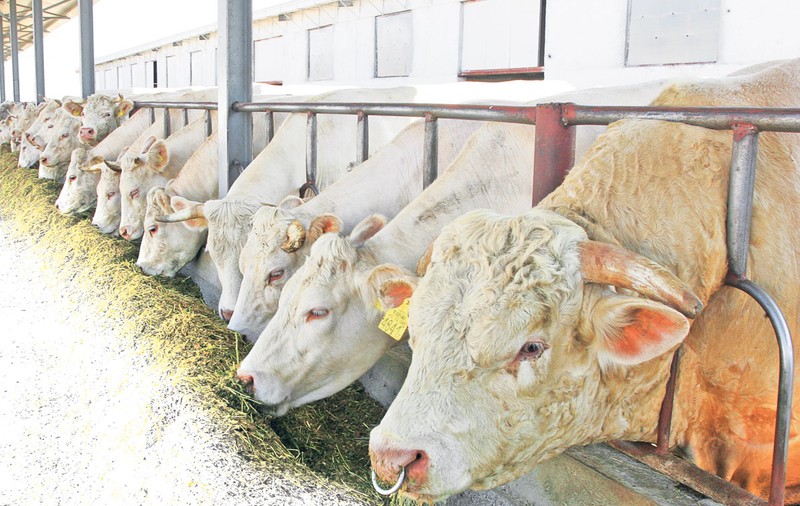 România va exporta din nou ovine și bovine către Israel