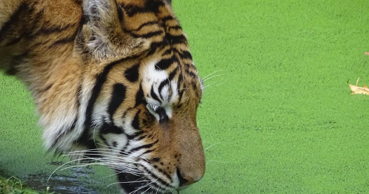 Tigru Grădina Zoologică Pitești