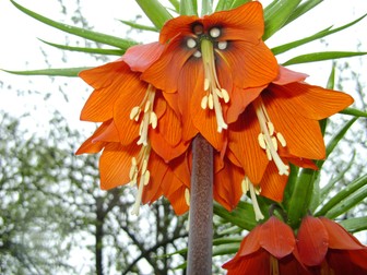 Coroana imperială