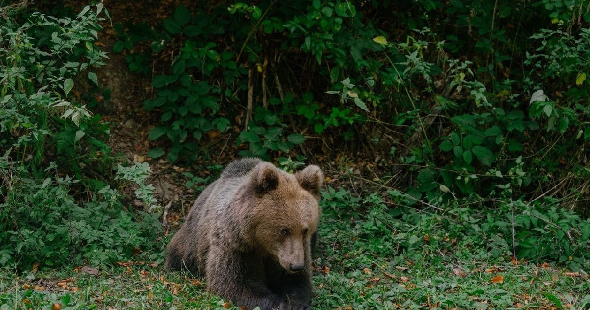 Urs brun într-o pădure din România