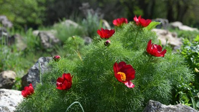 Plante ocrotite de lege în România - flori protejate pe cale de dispariție