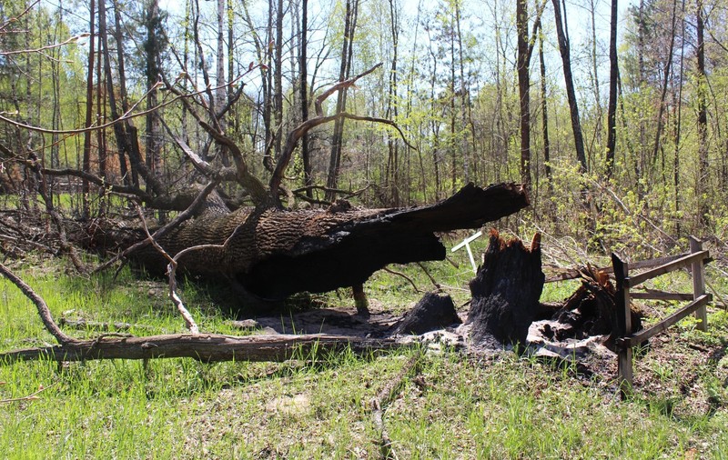 „Ne distrug și orașele, și natura”. Rușii au bombardat un stejar secular dintr-o rezervație din Ucraina, apoi au pus lemnul pe foc, să se încălzească