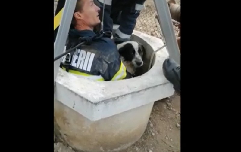 VIDEO | Un cățel a fost salvat de pompierii prahoveni după ce a căzut într-o fântână adâncă de 25 de metri