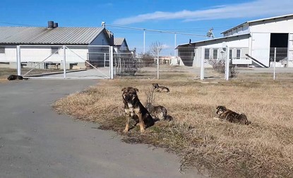 Intrarea în ferma de porci este păzită de câini