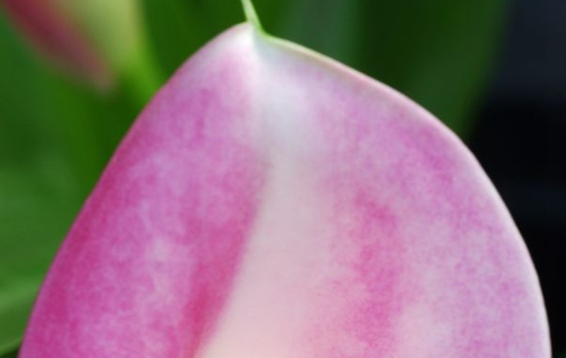 Cala, floarea eleganţei