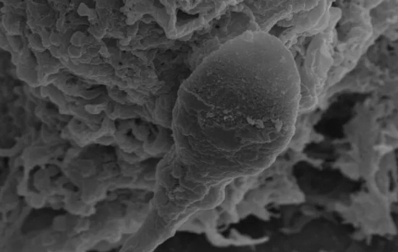 Reproducerea în spațiu, imposibilă din cauza microgravitației, arată oamenii de știință: „Obstacol fatal! Dacă oamenii nu pot procrea în afara atmosferei terestre, crearea unor civilizații autonome devine improbabilă”