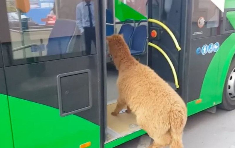 Familia Godină riscă o amendă, din cauza animalului de companie. Soția celebrului polițist din Brașov s-a urcat cu el în autobuz (VIDEO)