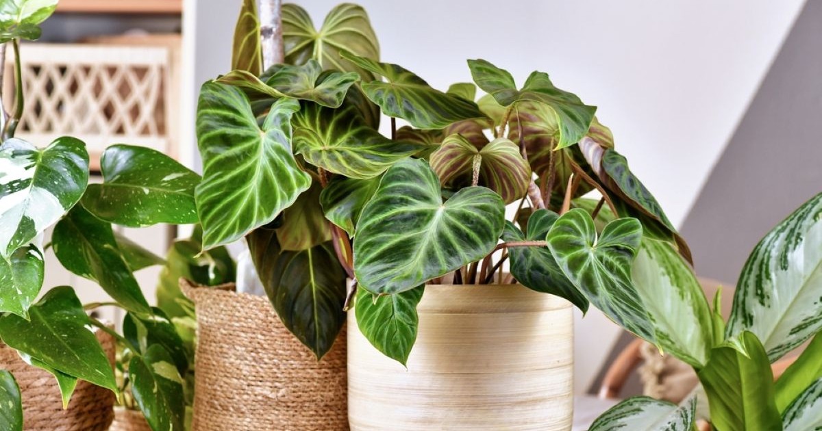 Philodendron (filodendron) - plantare, îngrijire, simbolistică și origine - Foto Shutterstock