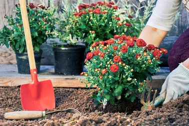 Plantare crizanteme