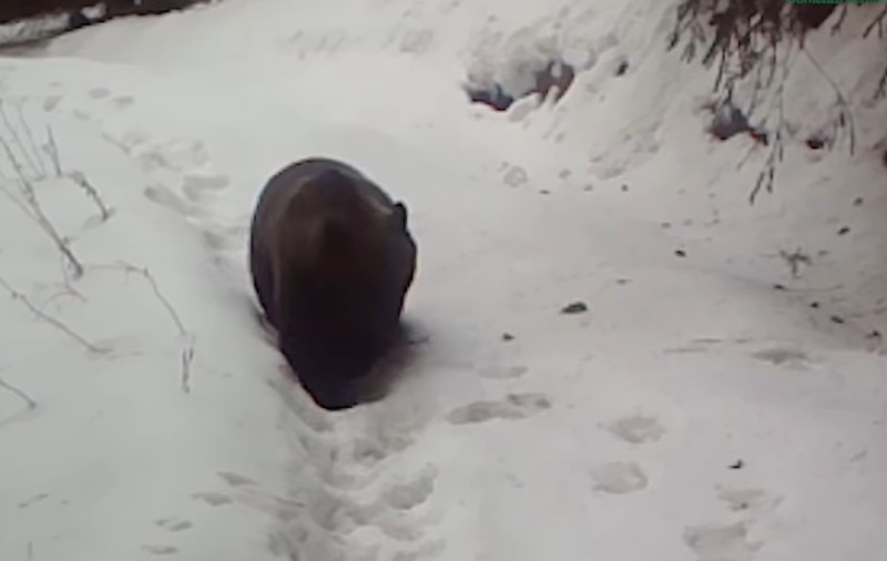 Ce a făcut o ursoaică filmată în Cheile Bicazului, atunci când și-a dat seama că i-a dispărut puiul | VIDEO