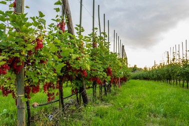 Plantare coacăz roșu