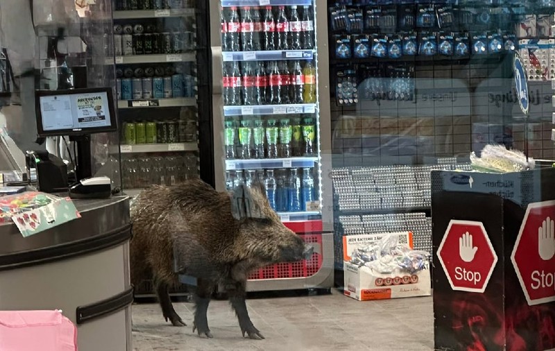 Un porc mistreț a „făcut cumpărături” într-un centru comercial din Berlin. Polițiștii au construit un „tunel de evacuare” din paleți
