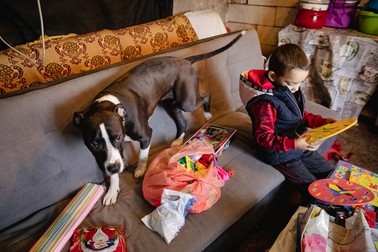 Luna este un Amstaff pui, de 11 luni. | Foto: Eli Driu / Libertatea