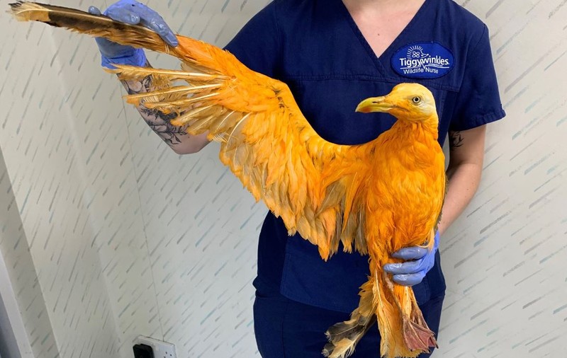 Veterinarii britanici au crezut că salvează o pasăre exotică. Ce specie era, de fapt, în mâinile lor