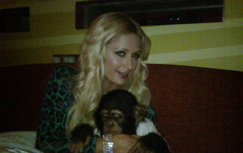 Paris Hilton, îndrăgostită de un cimpanzeu