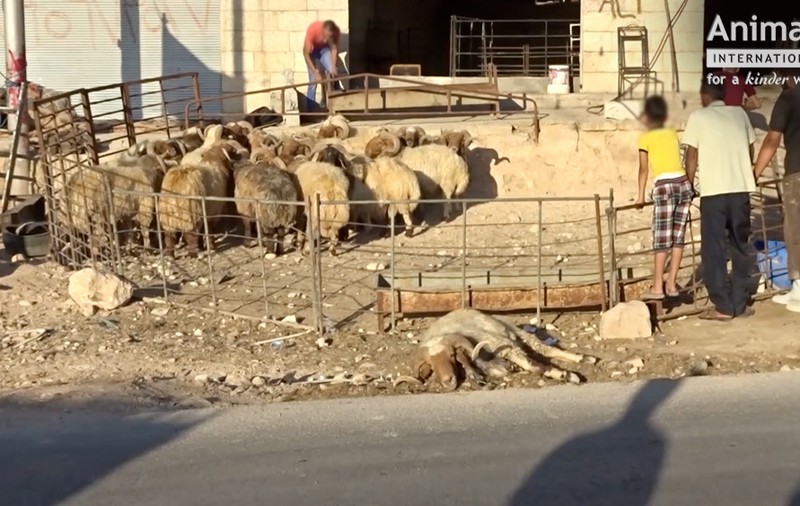 VIDEO/ Animale chinuite. Oile din România, tăiate pe stradă, în Iordania. Australia a oprit exportul către Iordania tocmai din cauza asta